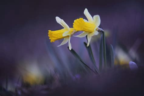 Daffodil 4k Ultra Hd Wallpaper Background Image