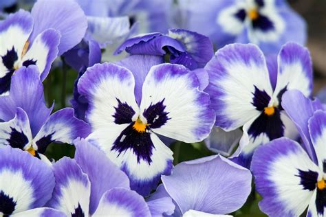 Pansy Purple Flowers · Free Photo On Pixabay