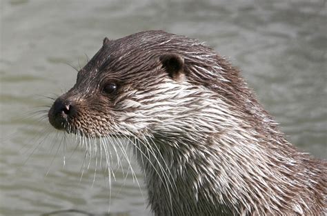 Otter Free Stock Photo | FreeImages