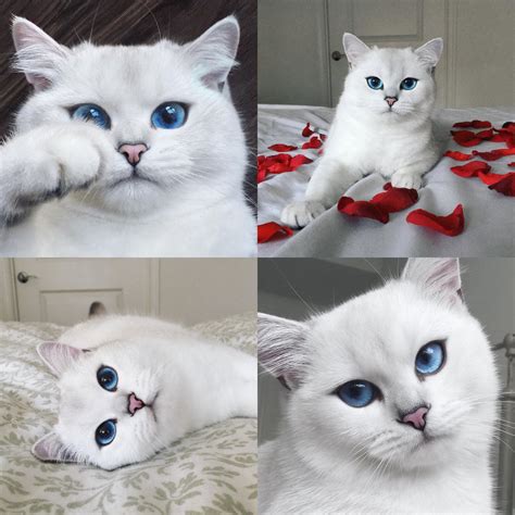Probably The Most Beautiful Cat In The World Pics