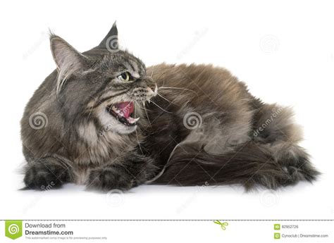 Angry Maine Coon Stock Photo Image Of Coon Growling 82952726