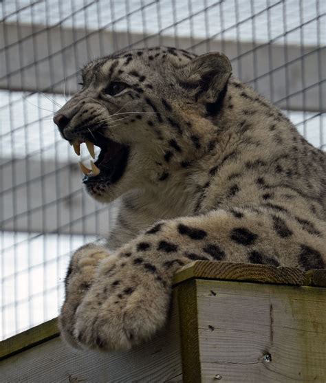 Snow Leopard Laurakerr Flickr