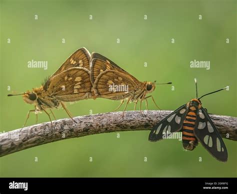 Different Types Of Moth