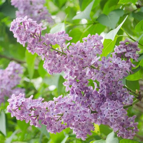 Spring Hill Nurseries 2 In Pot President Grevy French Hybrid Lilac