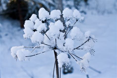 Snow Flower Embrace Life Be Inspired