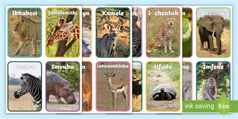 Wild Animal Flashcards Isizulu Teacher Made