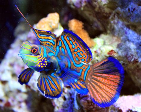Mandarin Dragonet Fish Hilma Aquarium