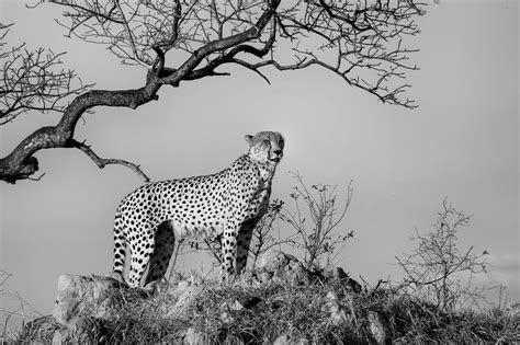 Beautiful Black And White Wildlife Print Of An African Cheetah Our