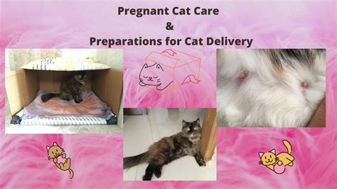 Signs Of Cat Pregnancy Pregnant Cat Care Preparations For Cat