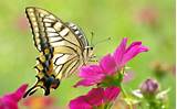 The Butterfly Flower Images