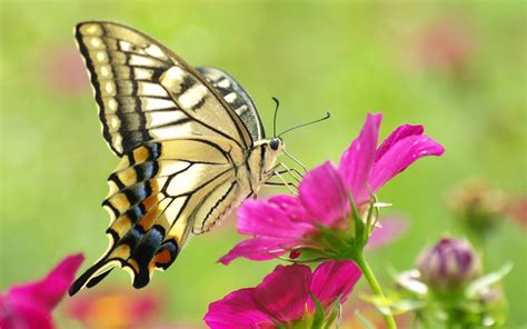 Free Download Pictures Of Flowers And Butterflies