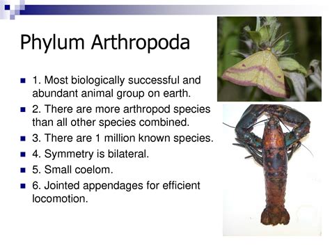Information On The Creatures Of Phylum Arthropoda Arthropods