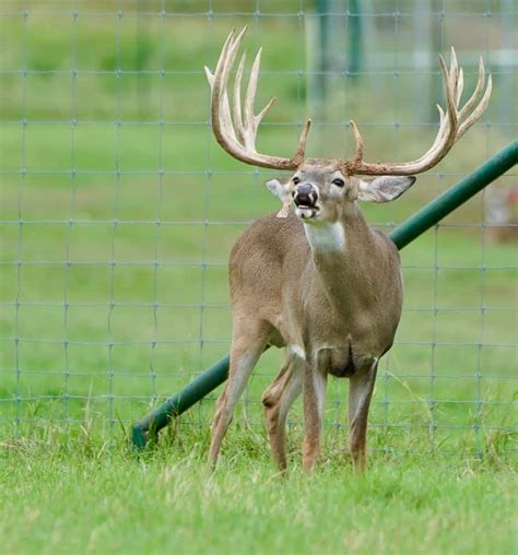 M3 Whitetails Mcdaddy Breeder Buck Deer Breeder In Texas
