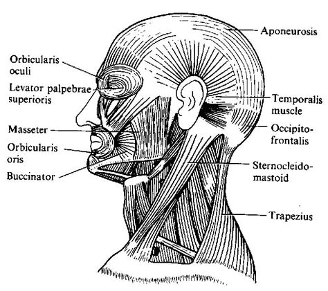 Apply anatomical knowledge in evaluating movement of the axial skeleton; Human Anatomy: Muscles of the Head | Human muscle anatomy ...
