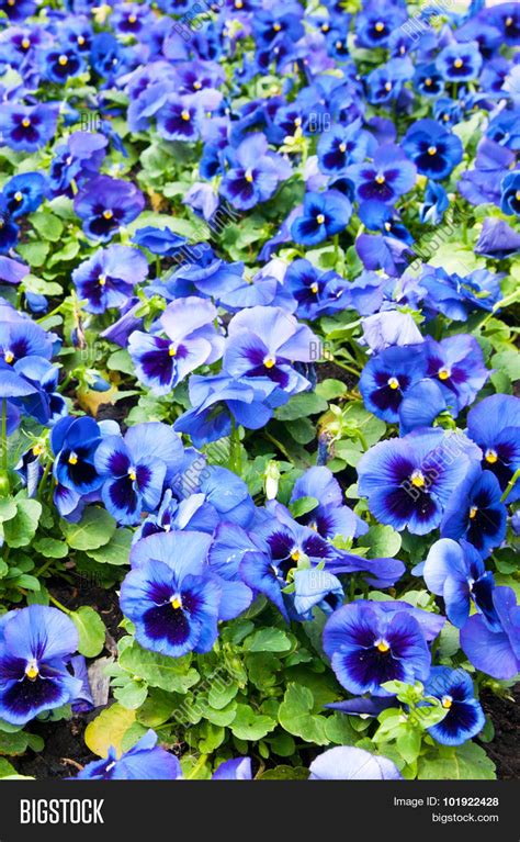 Viola Tricolor Pansy Image And Photo Free Trial Bigstock