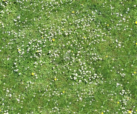 Flowery Meadow Texture Seamless 12954
