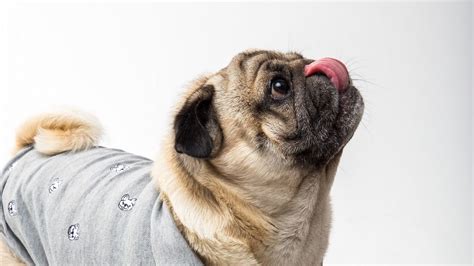 Wallpaper Pug Dog Protruding Tongue Funny Pet Hd Picture Image