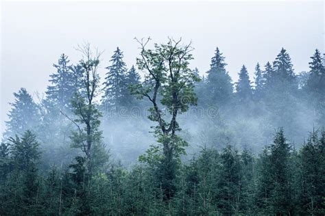 Misty Mountain Landscape Stock Image Image Of Mist 167197139