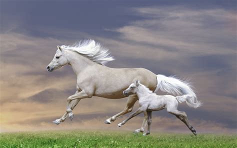 White Mare And Foal Galloping Sunset Hd Wallpaper