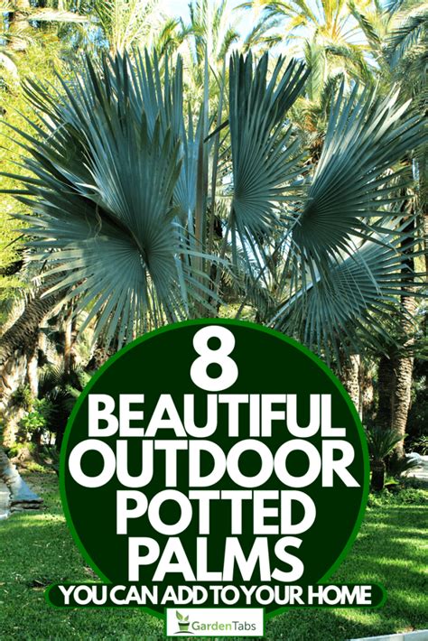 8 Beautiful Outdoor Potted Palms You Can Add To Your Home