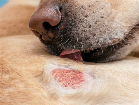Red Alert Red Skin Issues And Rashes In Dogs With Pics