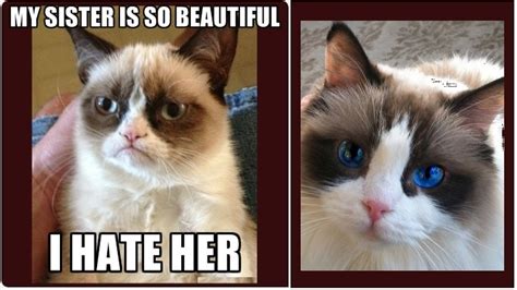 Erika Kaisersot Erikakaisersot Funny Grumpy Cat Memes Grumpy Cat