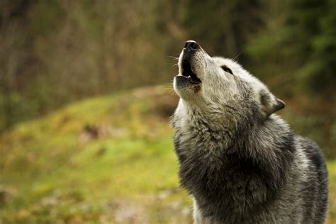 France Plans Out Its Future Relationship With The Wolf