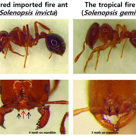 Morphological Characteristics Of Two Fire Ants Solenopsis Invicta And
