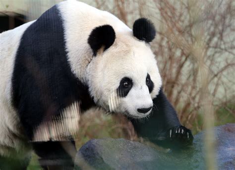 Scotlands Giant Pandas May Have To Take The High Road Back To China