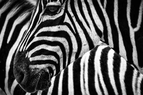 Czy Zebra Jest Biała W Czarne Pasy Czy Odwrotnie Wieleliterpl