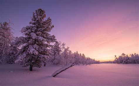 Frosty Sunrise Forest 4k Wallpapers Hd Wallpapers Id 19406