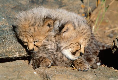 Cheetah Cubs Sleeping Cheetah Photo 37681279 Fanpop