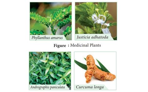Medicinal Plants Uses Origin And Area Of Cultivation Botanical Name