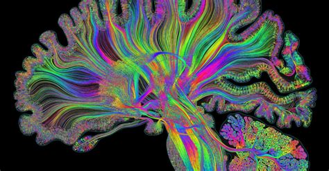 Giant Artwork Reflects The Gorgeous Complexity Of The Human Brain