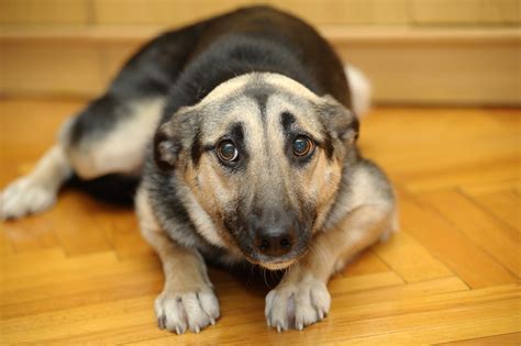 Fears Effect On Dogs Handling Fearful Dogs The Right Way Dog