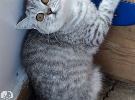Two Stunning Chunky Pedigree British Shorthair Girls For Sale In