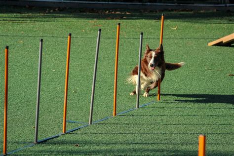 5 Comandos Básicos De Obediencia Que Tu Perro Debe Aprender Asterisco