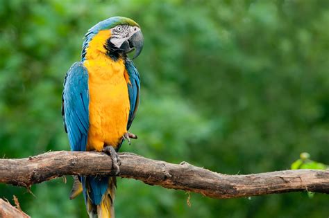 ANIMAIS EM EXTINÇÃO Animais em Extinção na Floresta Amazônica