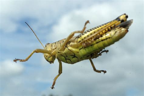 Flying Grasshopper Diy