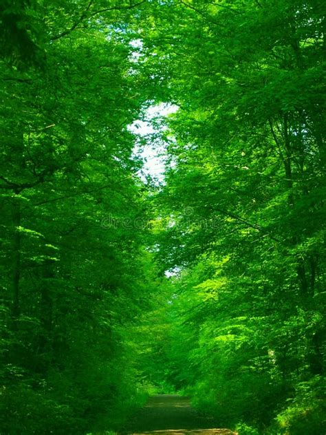 Green Green Forest Stock Image Image Of Landscape Haven 335367