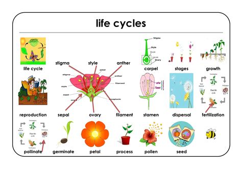 5 Life Cycle