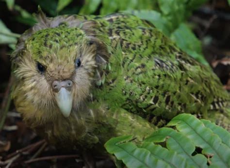 14 Kakapo Facts Fact Animal