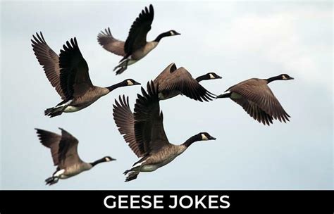 68 Geese Jokes And Funny Puns Jokojokes
