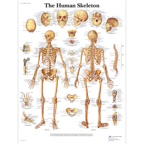 Skeleton Illustration Human Skeleton Anatomy Bone Hum Vrogue Co