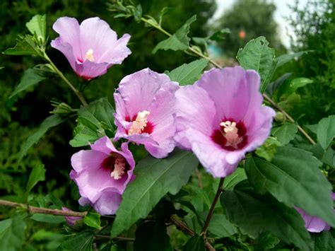 Hibiscus Syriacus Rose Of Sharon World Of Flowering Plants