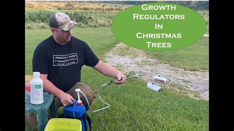 Applying Plant Growth Regulators To Christmas Trees Youtube