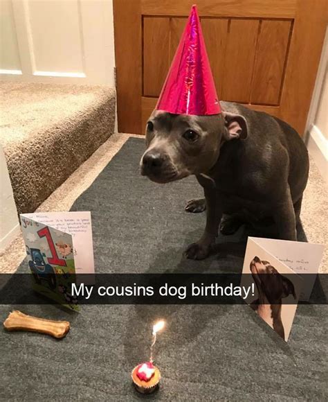 10 Hilarious Dog Snapchats That Are Impawsible Not To Laugh At Part 3