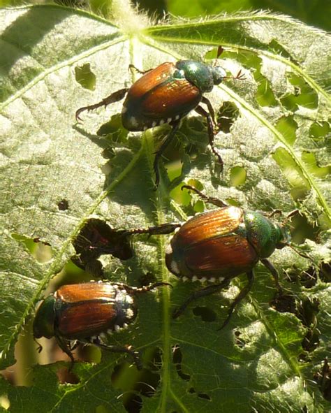 Three Things Very Dull Indeed My Battles With Japanese Beetles