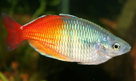 21 Most Colorful Freshwater Aquarium Fish Pethelpful