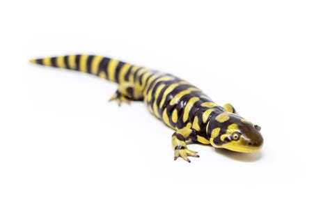 Tiger Salamander Habitat